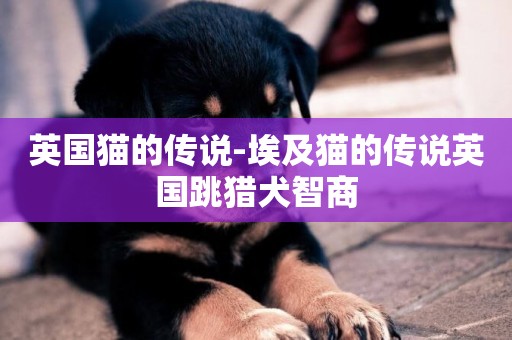 英國貓的傳說-埃及貓的傳說英國跳獵犬智商