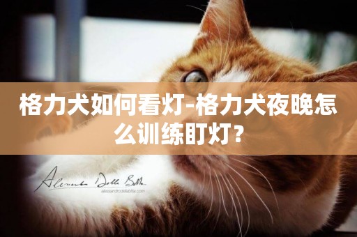 格力犬如何看燈-格力犬夜晚怎么訓練盯燈？