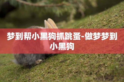 夢到幫小黑狗抓跳蚤-做夢夢到小黑狗