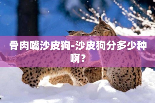 骨肉嘴沙皮狗-沙皮狗分多少種啊？