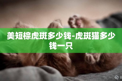 美短棕虎斑多少錢-虎斑貓多少錢一只