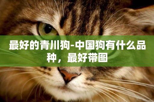 最好的青川狗-中國狗有什么品種，最好帶圖