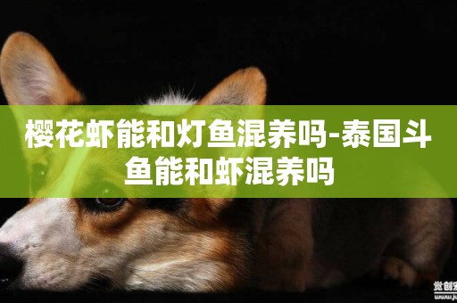 櫻花蝦能和燈魚混養嗎-泰國斗魚能和蝦混養嗎