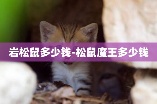 巖松鼠多少錢-松鼠魔王多少錢