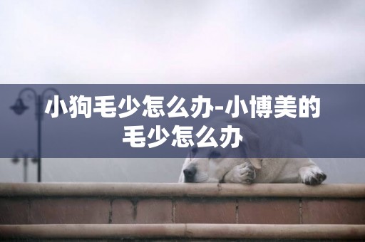 小狗毛少怎么辦-小博美的毛少怎么辦