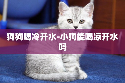 狗狗喝冷開水-小狗能喝涼開水嗎
