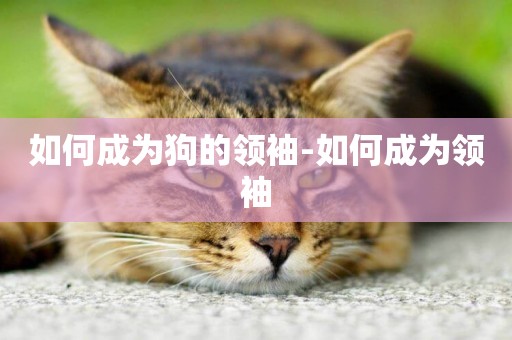 如何成為狗的領袖-如何成為領袖