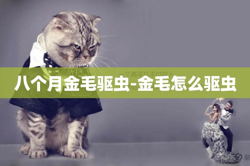 八個月金毛驅蟲-金毛怎么驅蟲