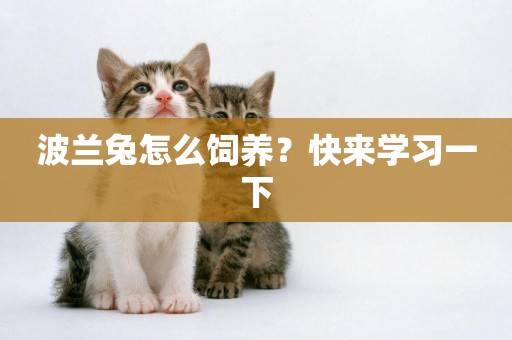 波蘭兔怎么飼養？快來學習一下