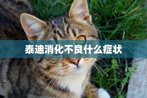 泰迪消化不良什么癥狀