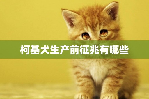 柯基犬生產前征兆有哪些