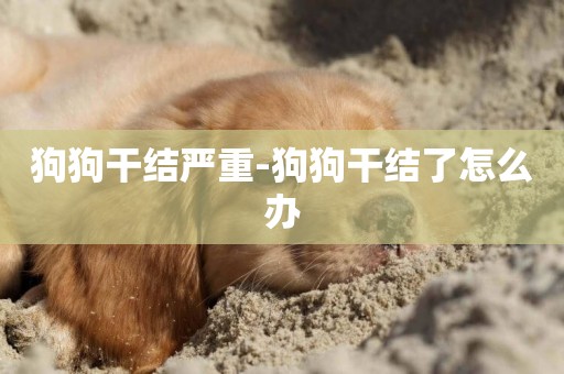 狗狗干結嚴重-狗狗干結了怎么辦