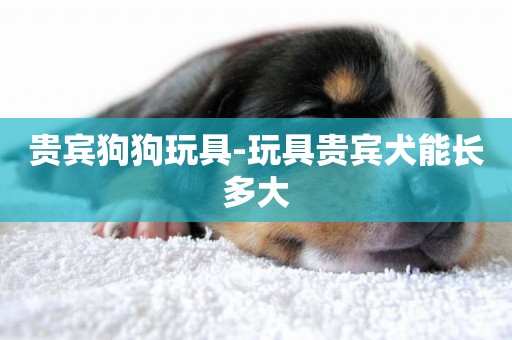 貴賓狗狗玩具-玩具貴賓犬能長多大