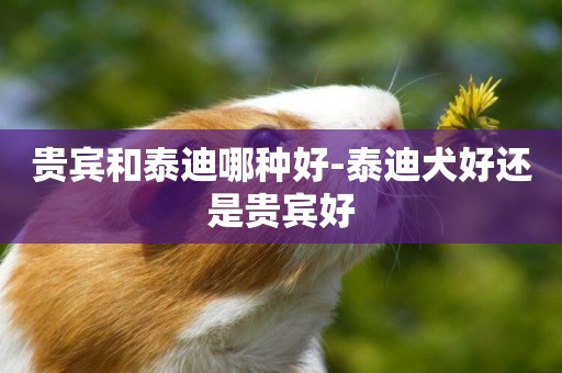貴賓和泰迪哪種好-泰迪犬好還是貴賓好