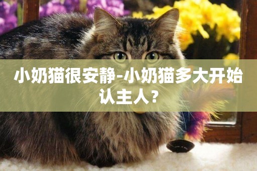 小奶貓很安靜-小奶貓多大開始認主人？