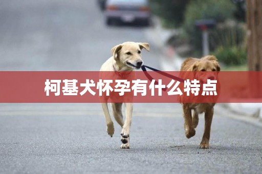 柯基犬懷孕有什么特點