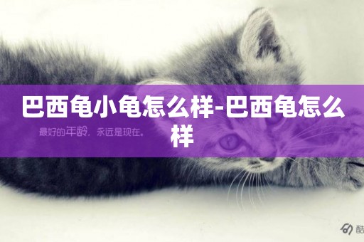 巴西龜小龜怎么樣-巴西龜怎么樣