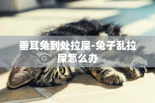 垂耳兔到處拉屎-兔子亂拉屎怎么辦