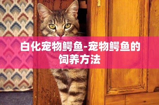 白化寵物鱷魚-寵物鱷魚的飼養方法