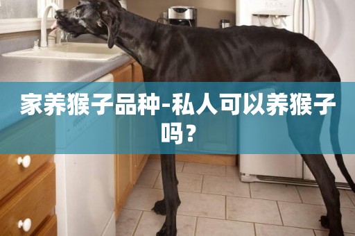 家養猴子品種-私人可以養猴子嗎？