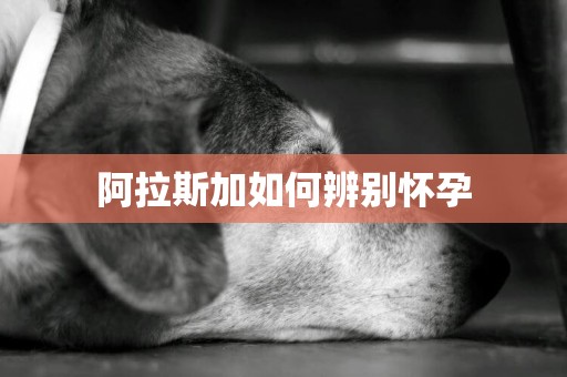 阿拉斯加如何辨別懷孕