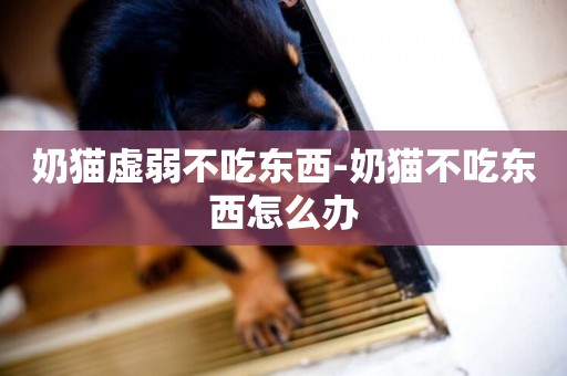 奶貓虛弱不吃東西-奶貓不吃東西怎么辦