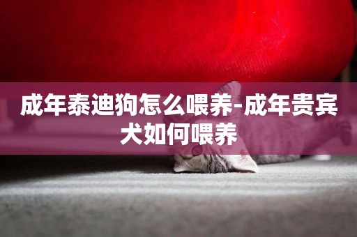成年泰迪狗怎么喂養-成年貴賓犬如何喂養