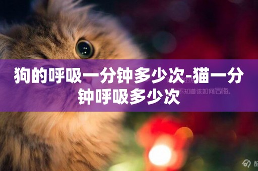 狗的呼吸一分鐘多少次-貓一分鐘呼吸多少次