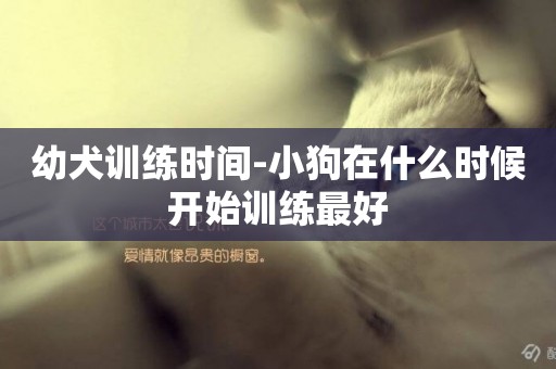 幼犬訓練時間-小狗在什么時候開始訓練最好