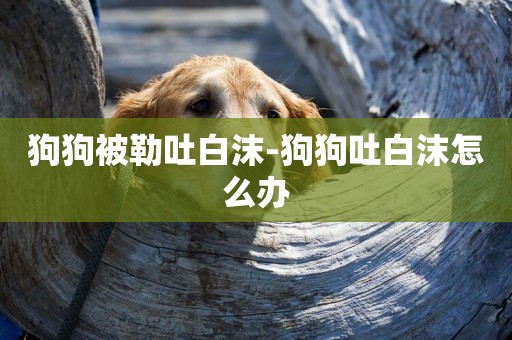 狗狗被勒吐白沫-狗狗吐白沫怎么辦