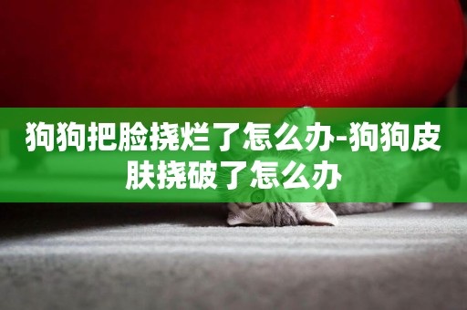 狗狗把臉撓爛了怎么辦-狗狗皮膚撓破了怎么辦