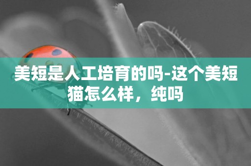 美短是人工培育的嗎-這個美短貓怎么樣，純嗎