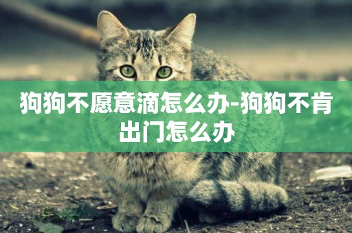 狗狗不愿意滴怎么辦-狗狗不肯出門怎么辦