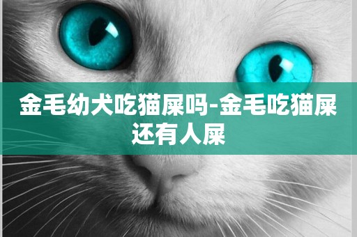 金毛幼犬吃貓屎嗎-金毛吃貓屎還有人屎
