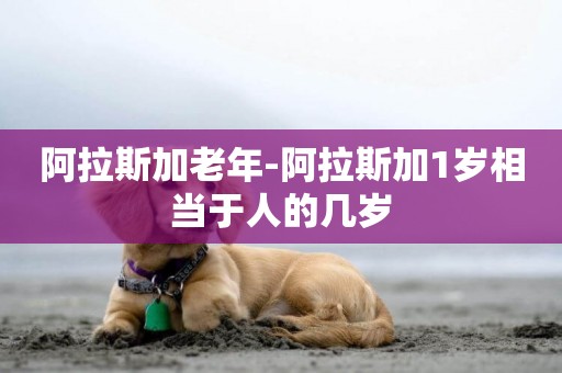 阿拉斯加老年-阿拉斯加1歲相當于人的幾歲