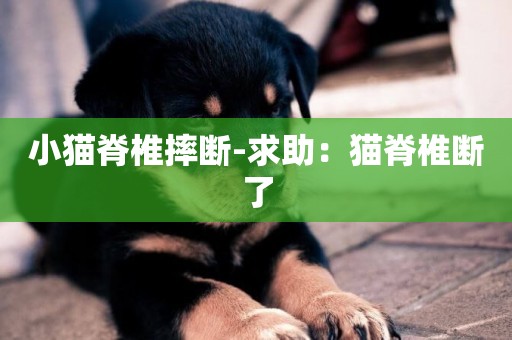 小貓脊椎摔斷-求助：貓脊椎斷了