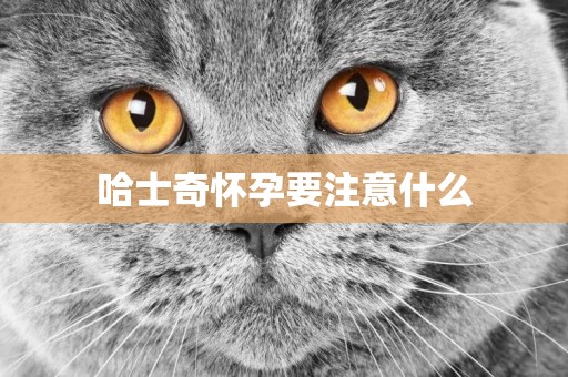 哈士奇懷孕要注意什么