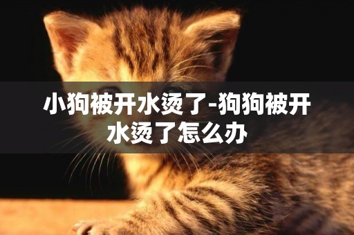小狗被開水燙了-狗狗被開水燙了怎么辦