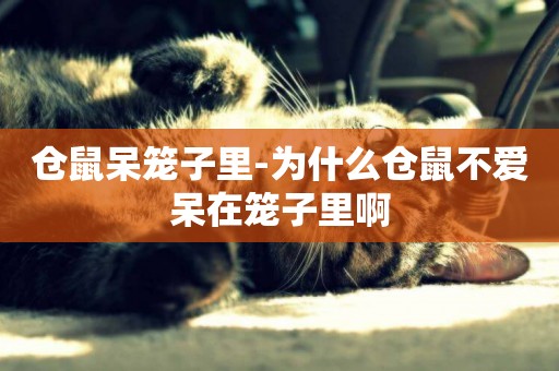 倉鼠呆籠子里-為什么倉鼠不愛呆在籠子里啊