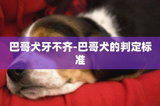 巴哥犬牙不齊-巴哥犬的判定標準
