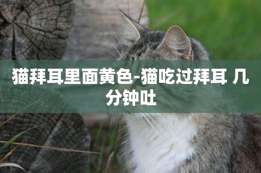 貓拜耳里面黃色-貓吃過拜耳 幾分鐘吐