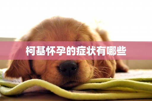 柯基懷孕的癥狀有哪些