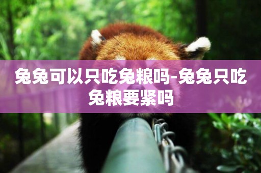 兔兔可以只吃兔糧嗎-兔兔只吃兔糧要緊嗎