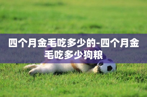 四個月金毛吃多少的-四個月金毛吃多少狗糧