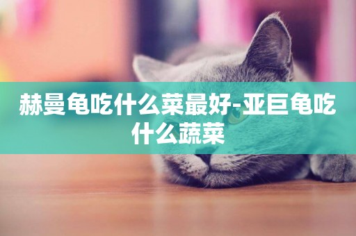 赫曼龜吃什么菜最好-亞巨龜吃什么蔬菜