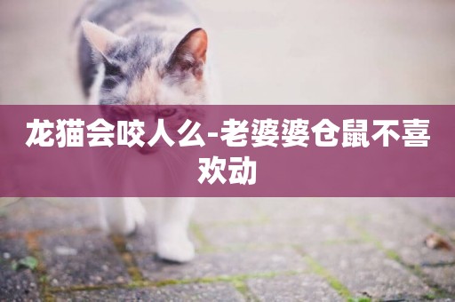 龍貓會咬人么-老婆婆倉鼠不喜歡動