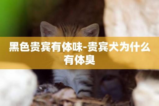 黑色貴賓有體味-貴賓犬為什么有體臭