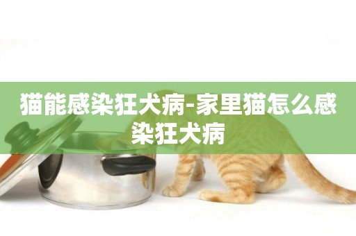 貓能感染狂犬病-家里貓怎么感染狂犬病