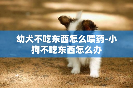 幼犬不吃東西怎么喂藥-小狗不吃東西怎么辦