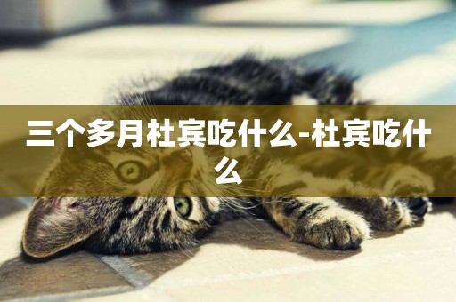 三個多月杜賓吃什么-杜賓吃什么
